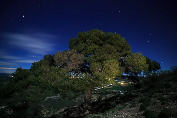 el pino de binaced