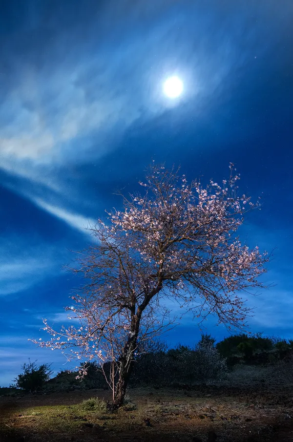 el almendro y la luna