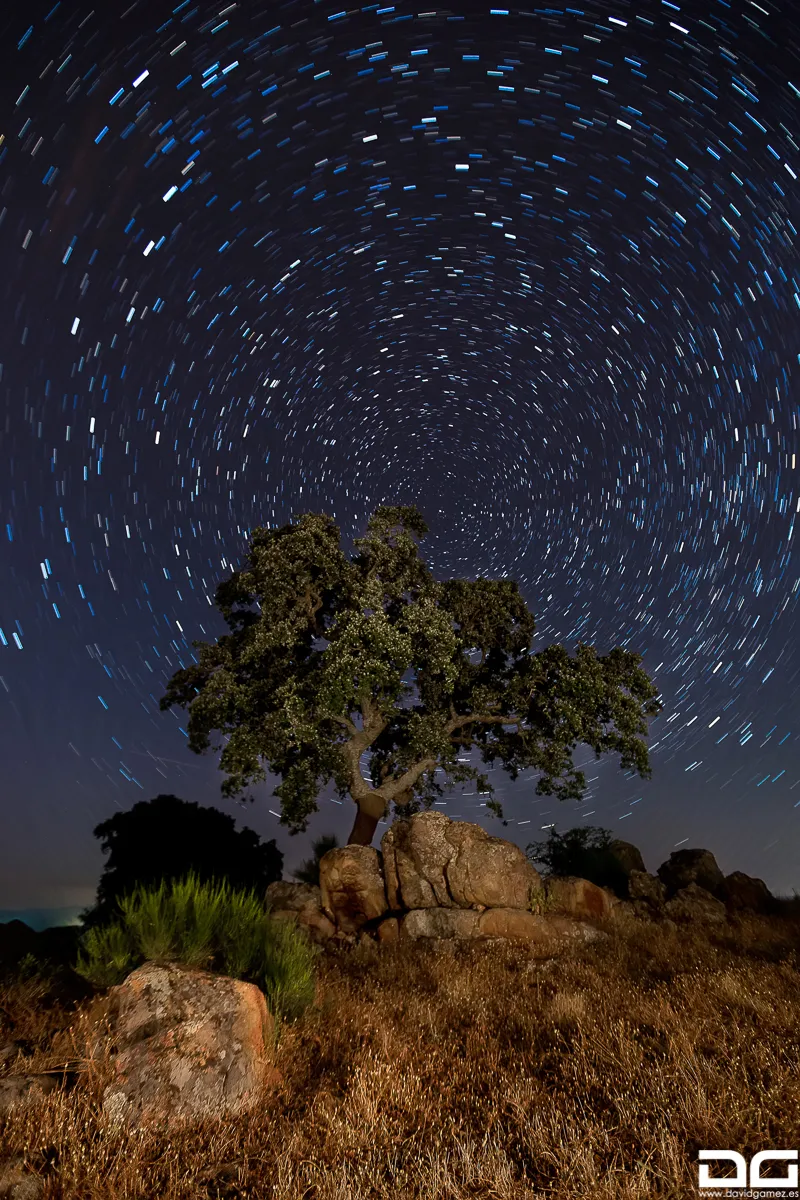 star tree