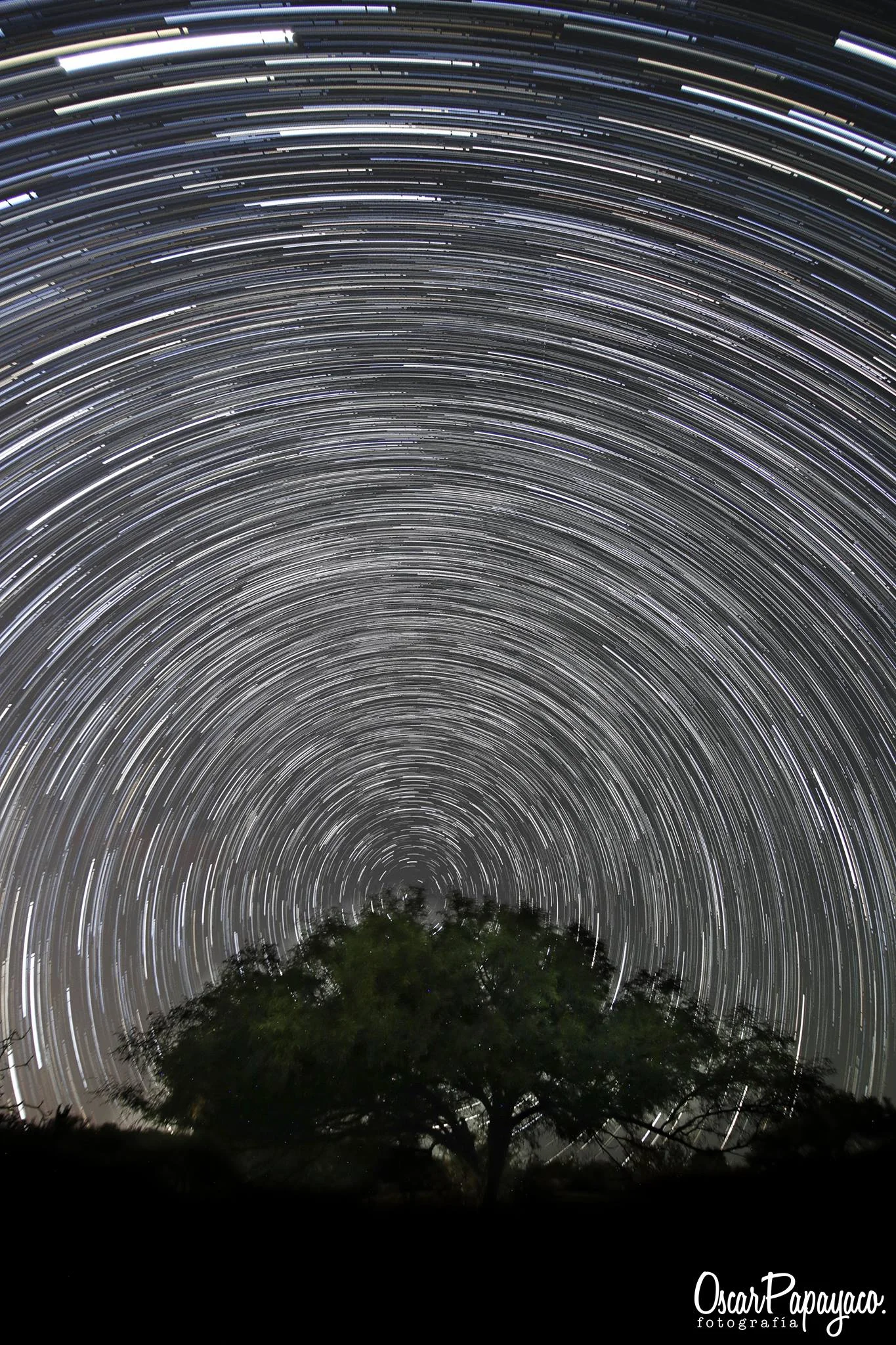 circumpolar y el arbol