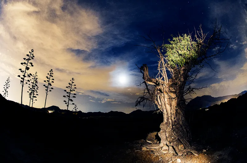 arbol misterioso