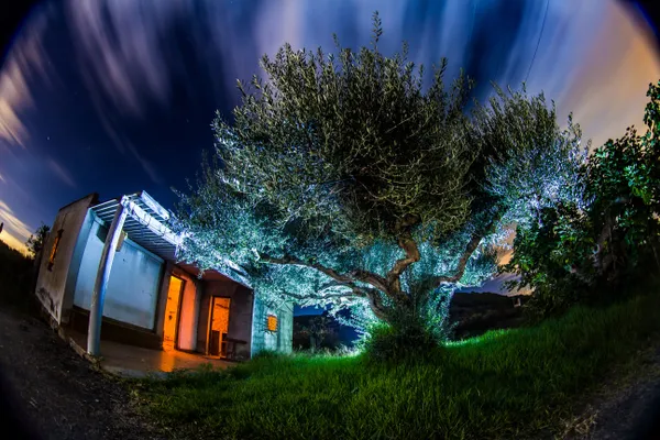 the tree of bad dreams