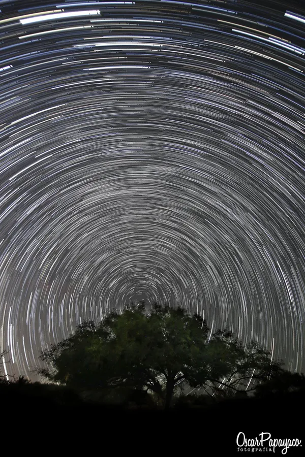 circumpolar y el arbol
