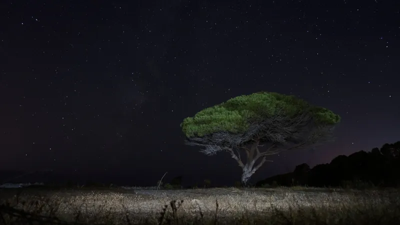 nocturna pino salida camping tarifa por cierto muy recomendable