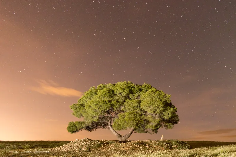solitario