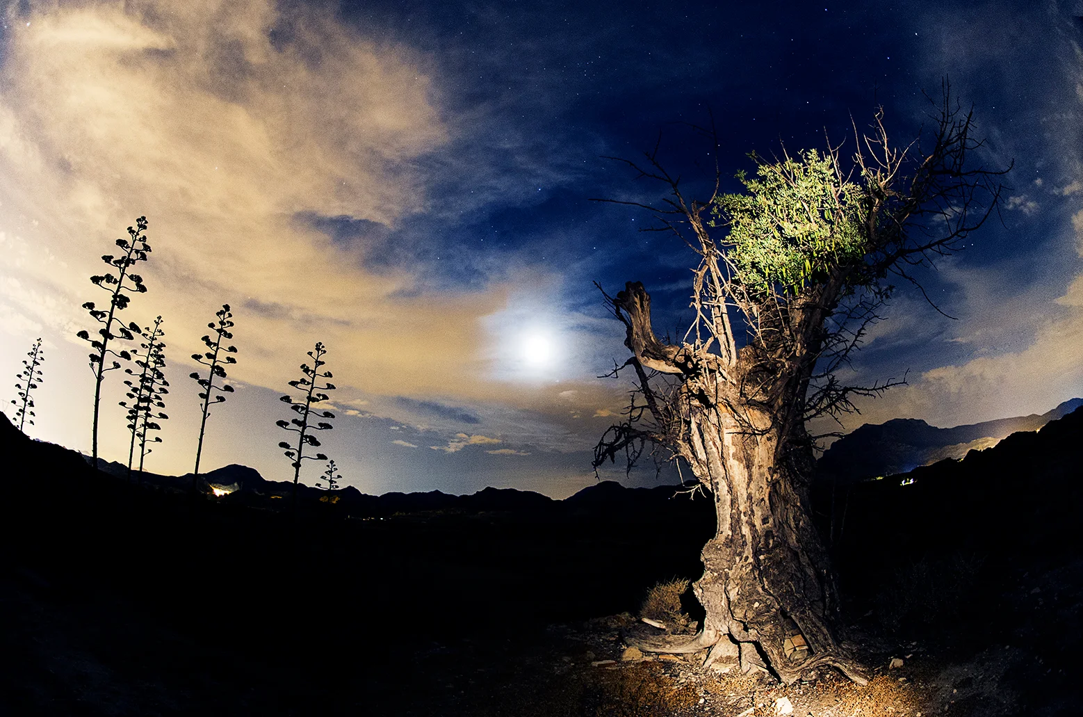 arbol misterioso